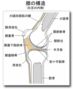 495px-膝の内部構造（右内側）
